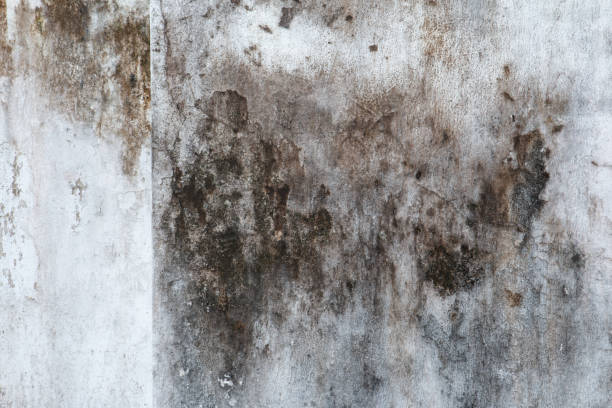 Biohazard Mold Removal in Jackson, WY