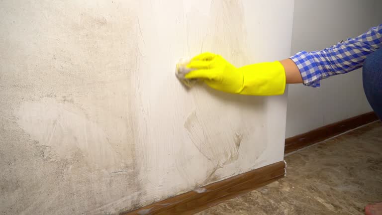 Reliable Jackson, WY Mold Removal Solutions