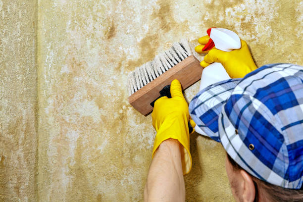 Best Residential Mold Inspection & Testing  in Jackson, WY