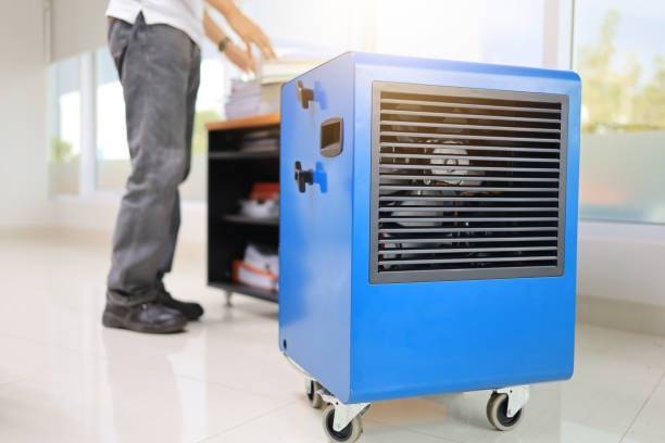 Best Black Mold Removal  in Jackson, WY
