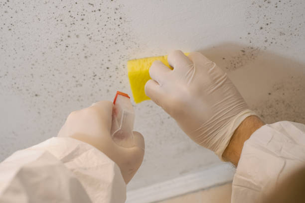 Best Real Estate Mold Inspection  in Jackson, WY